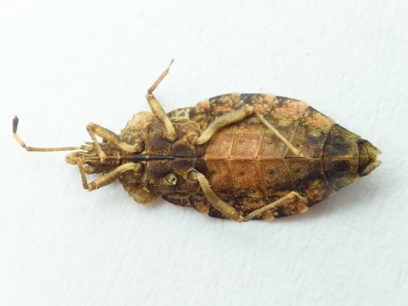 Aradus betulae (Linnaeus, 1758)